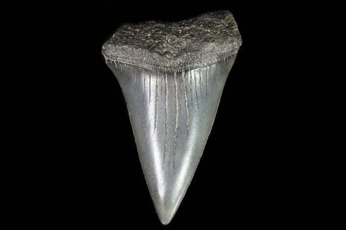Fossil Mako Shark Tooth - Georgia #75041